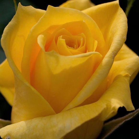 yellowrose4267